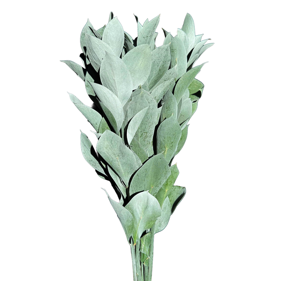 Ruscus Silver Mist Galleria