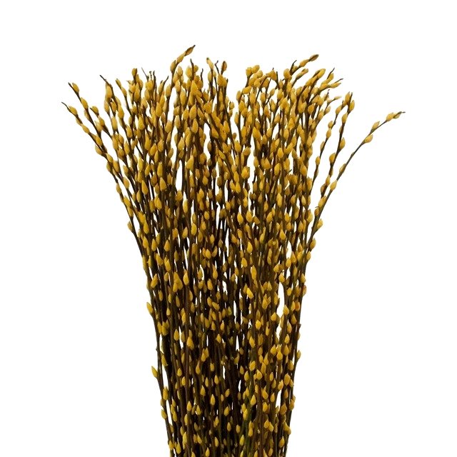 PWillow Dyed Yellow Holl