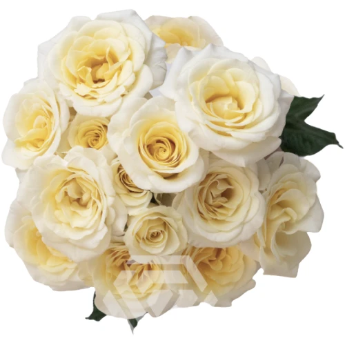 RoseSpray NewMoon tessa