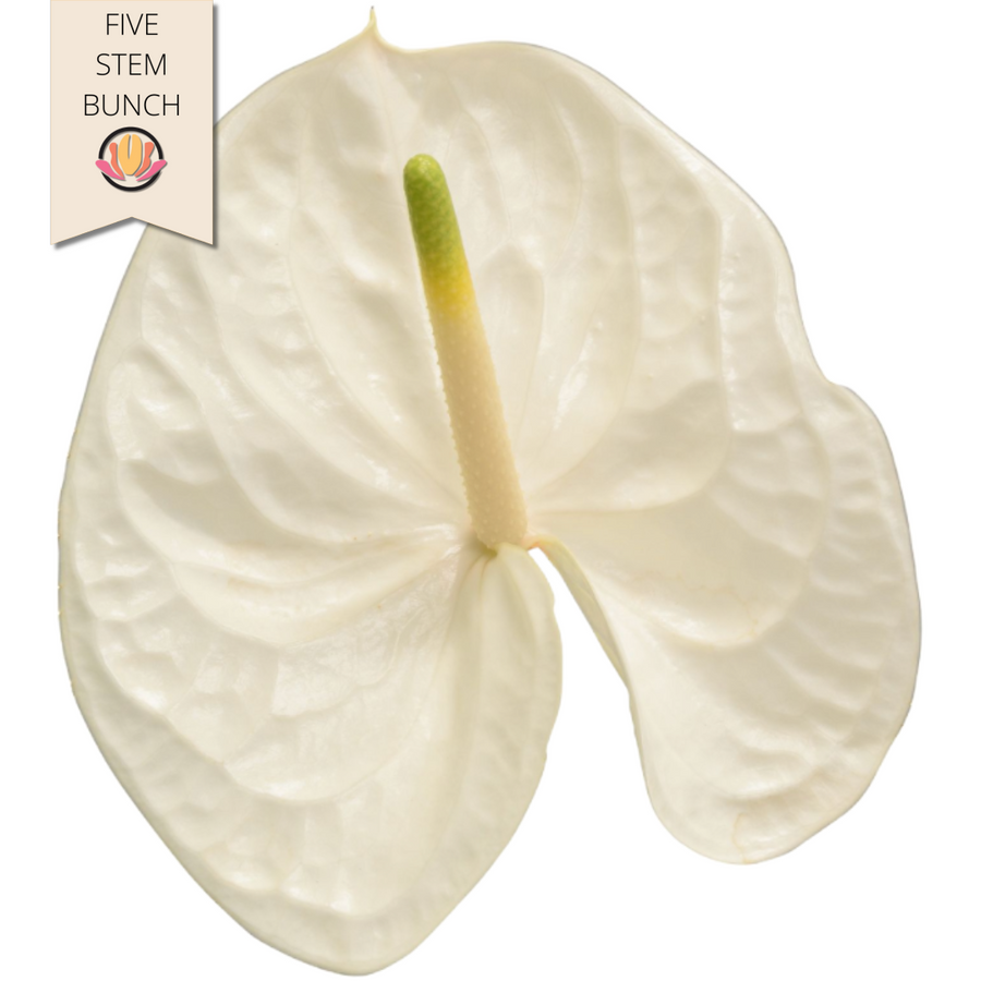 Anthurium Reina Large (5 stems), Rosaflora