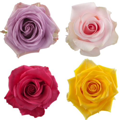 Rose Luxury Easter Asst 50cm r