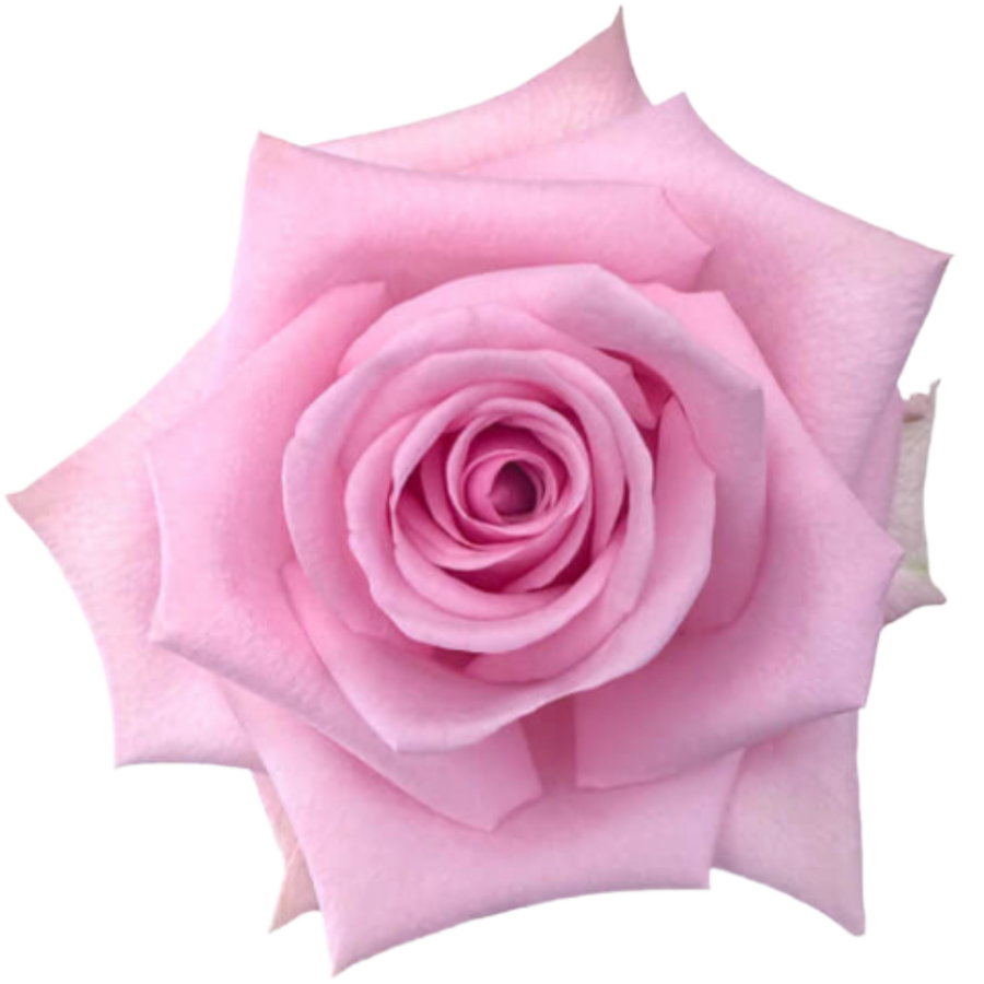 Rose Sweet Cake 50cm rfi