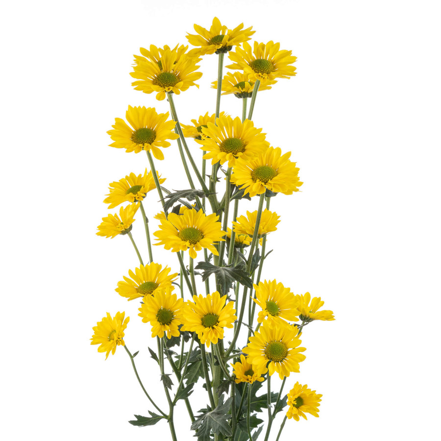 Pom Micro Daisy Yellow grn cen