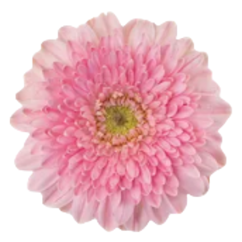 GerPom Panucci Pink RF