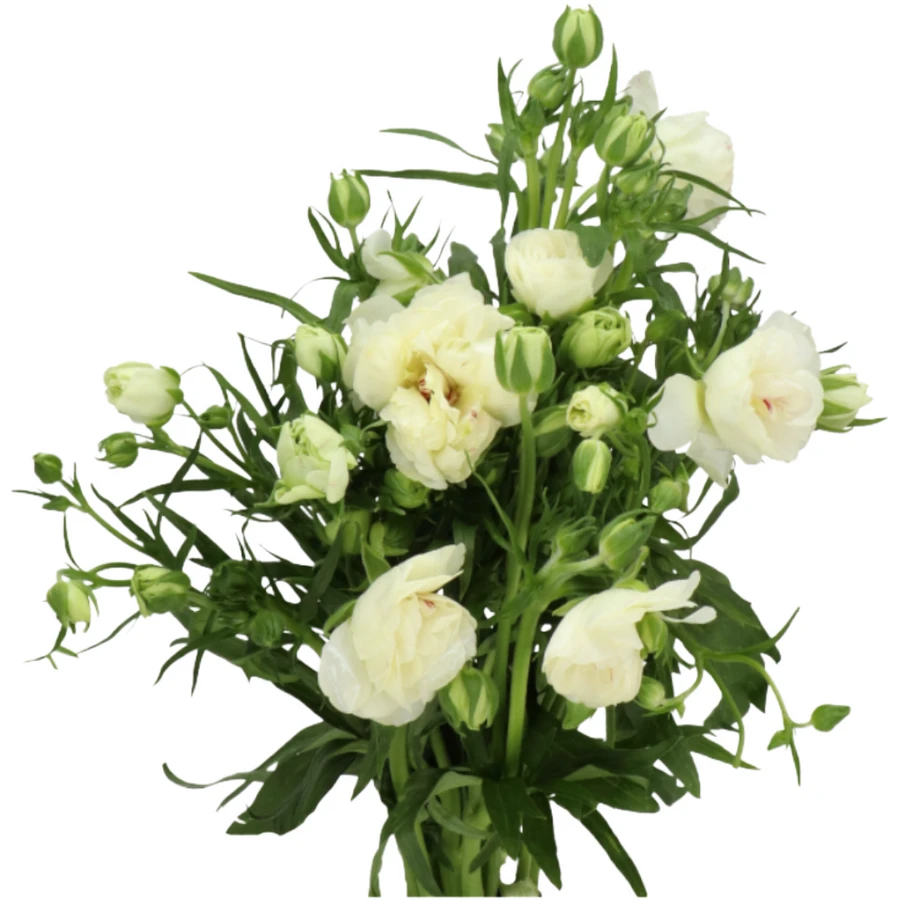 Ranunculus Butterfly Ninos hol