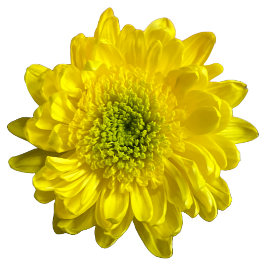 Mum Cremon Margriet Yellow gal