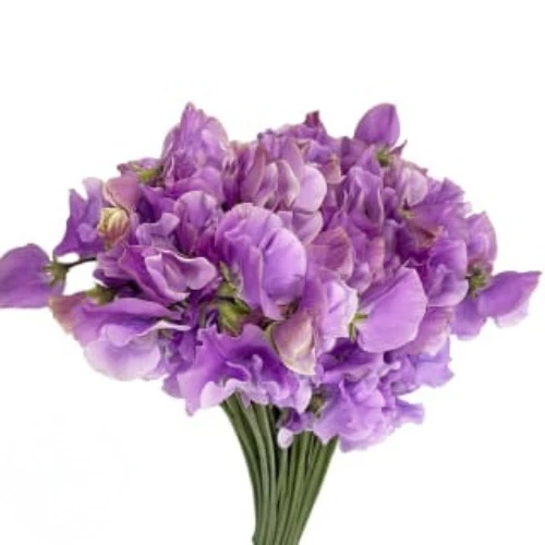 Sweet Pea Sumire Lav choice