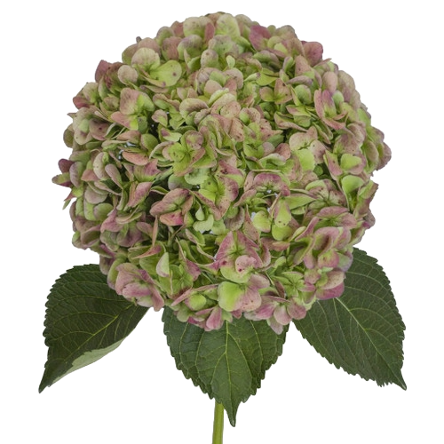 Hydrangea Antique Jumbo Green -