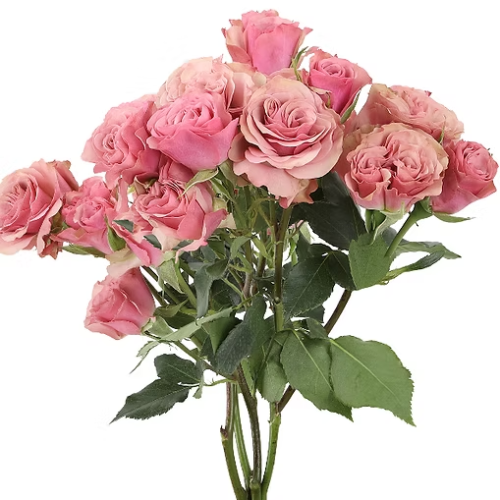 RoseSpray Vintage Rosever rfi