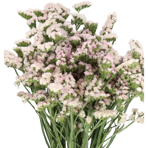 Statice Carnival Blush vallefl