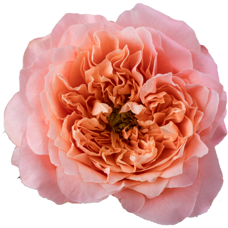 Rose Dragon Fly 70cm rprima