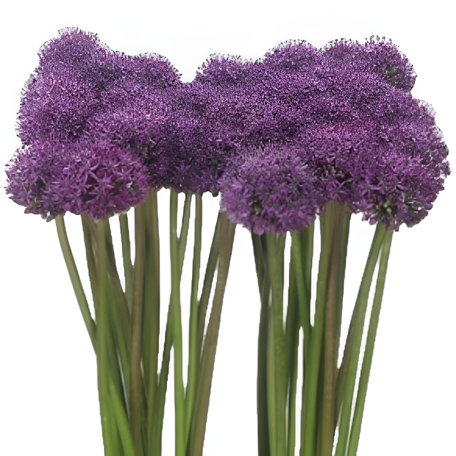 Allium Stratos holl