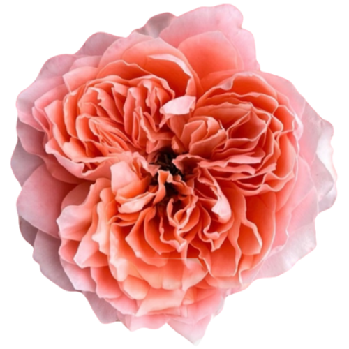 Rose Dragonfly Xpression 40cm