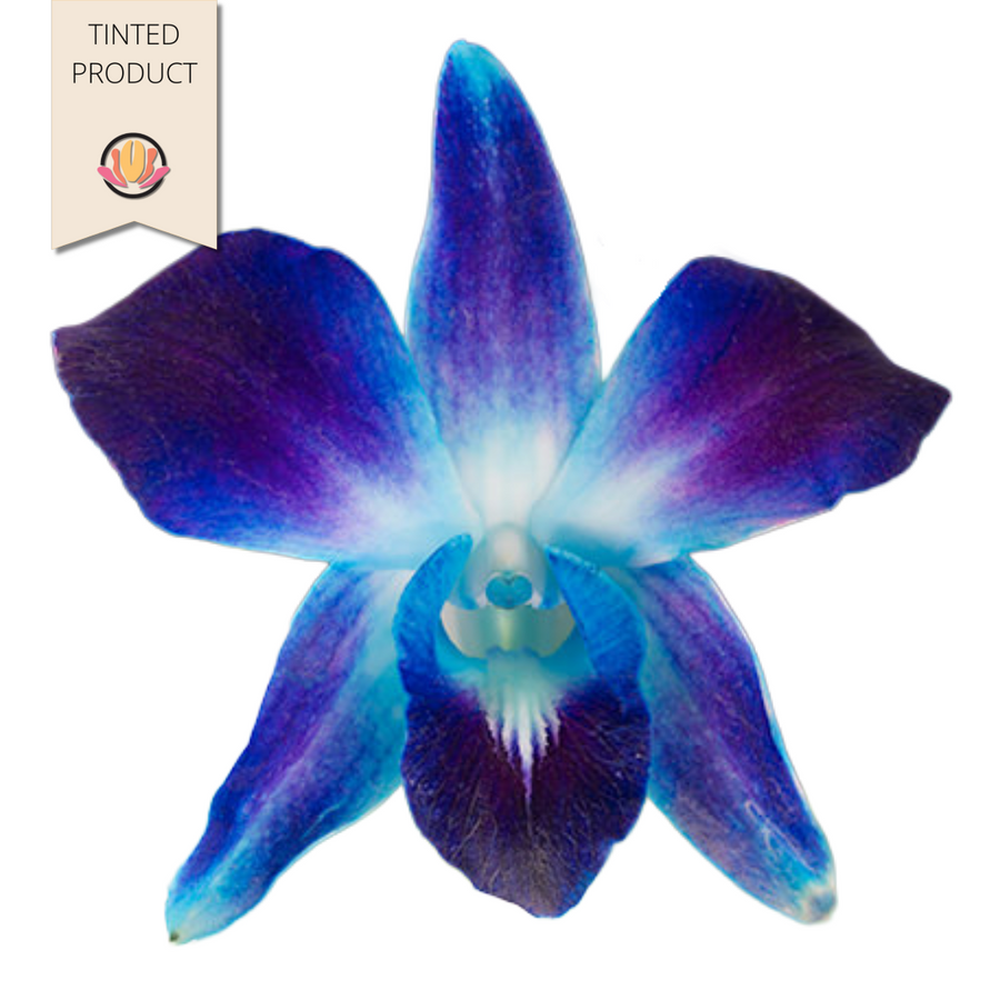 Dendro. DyedBlue bom(BU)