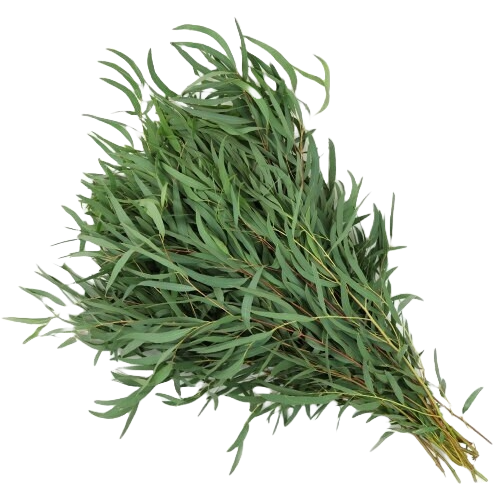 Eucalyptus Willow holl
