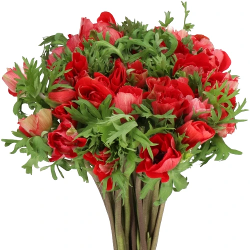 Anemone Mistral Red holl