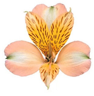 Alstro Supreme Peach MUCH