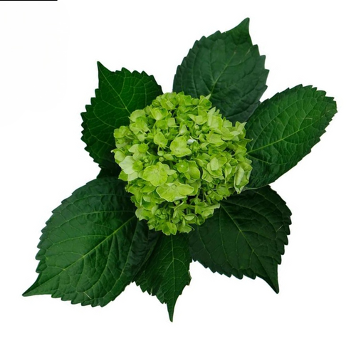 Hydrangea Mini Green (st) Gro