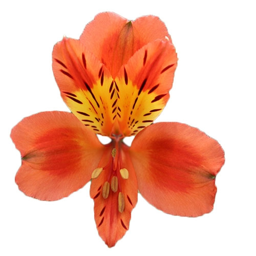 Alstro SupSel Org MUCH