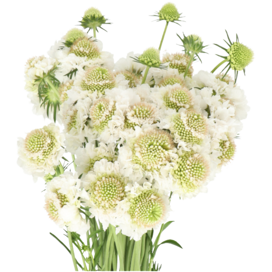 Scabiosa Focal Scoop White hol