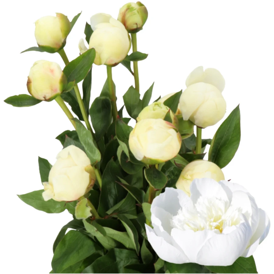 Peony Bridal Shower holl