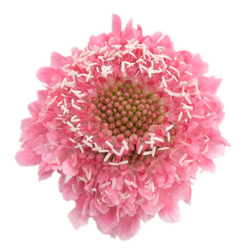 Scabiosa Cotton Candy rio