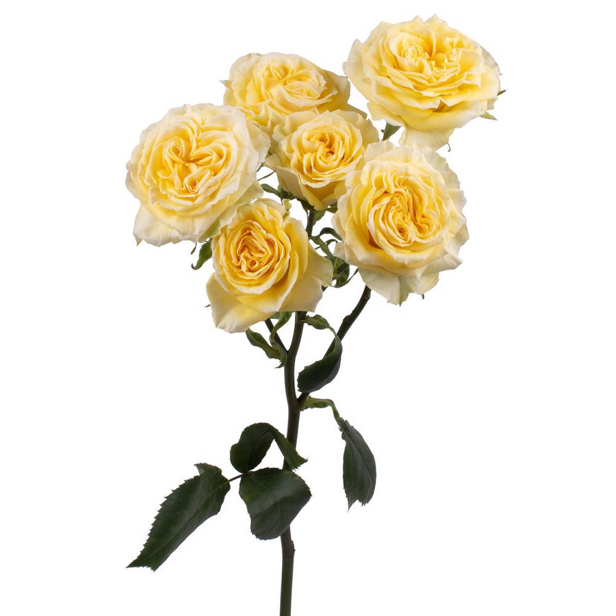 RoseSpray Fibo Giocconda esmer