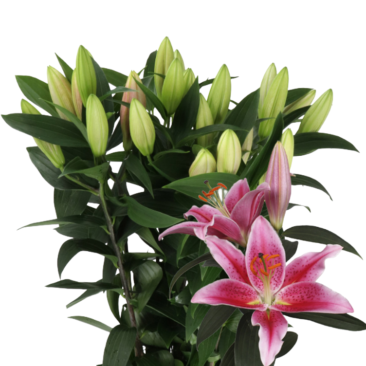 Lily Calvados holl
