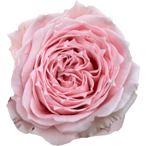 Rose Garden Princess Hitomi Ho