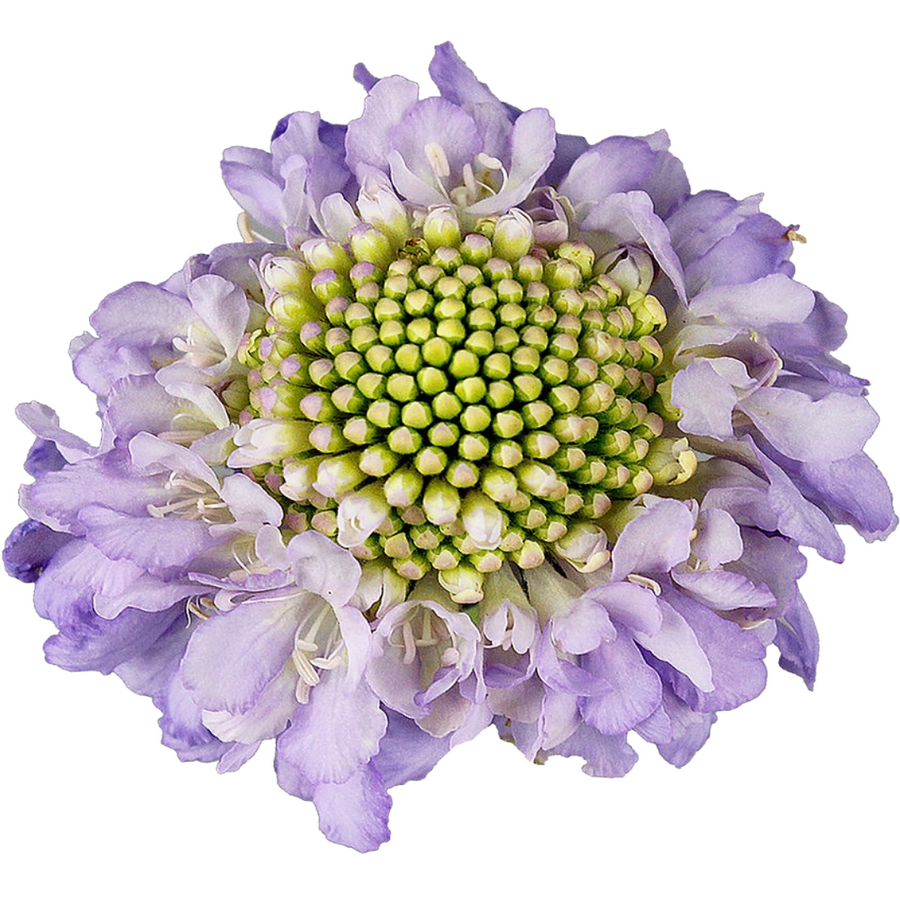 Scabiosa Soft Scoop rio