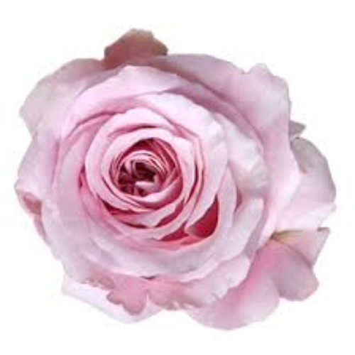 Rose Sweet 4 Love 50cm Rprima