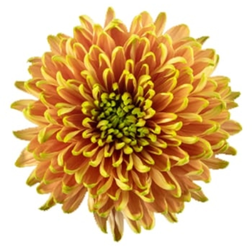 Mum Cremon Rossano Elizabeth, Sole