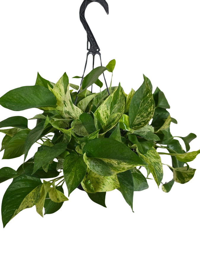 10"  Potos Marble Queen Hangin
