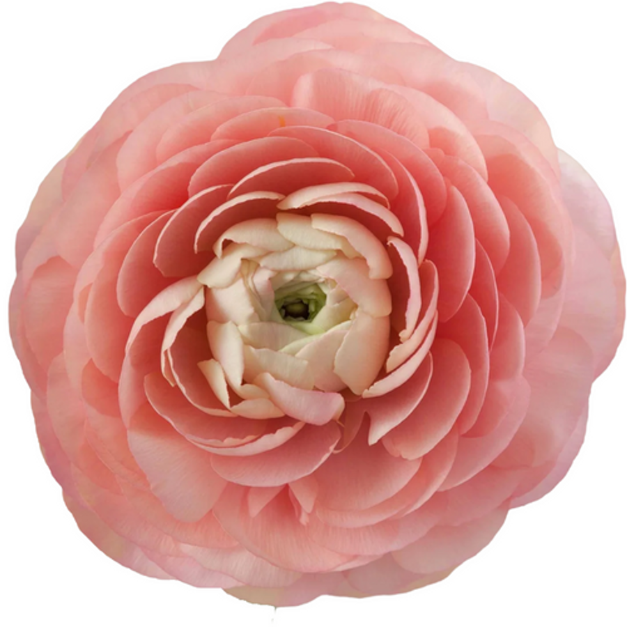 Ranunculus Cloni Grand Pastel
