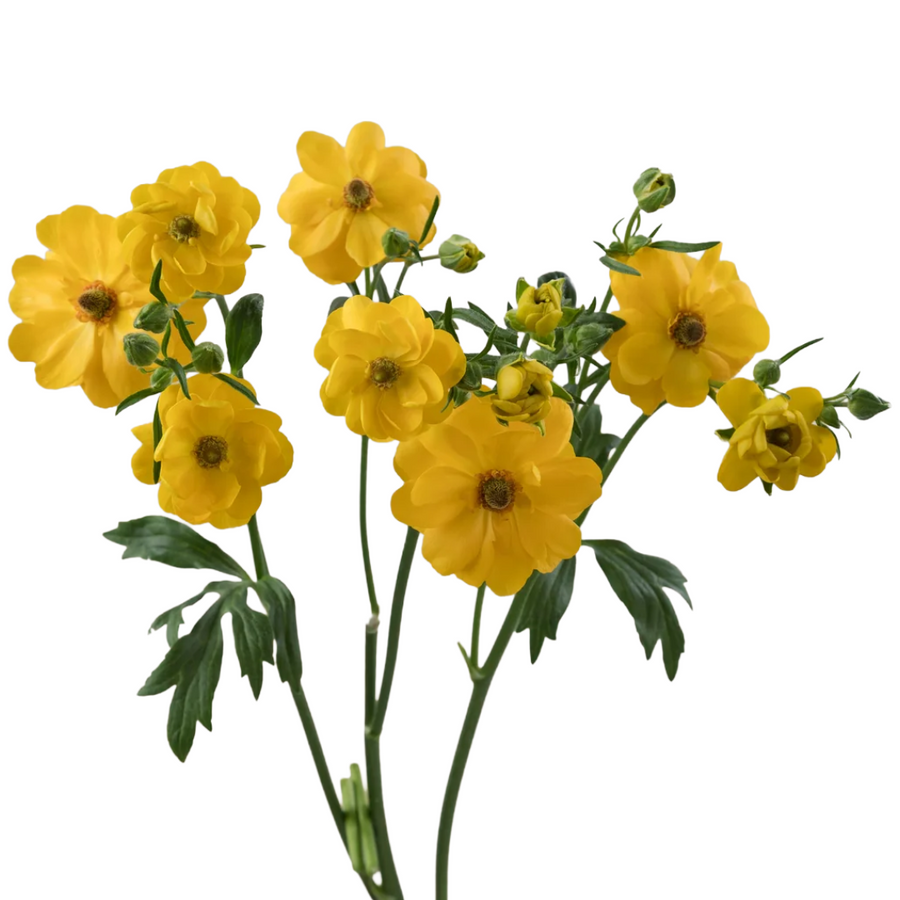 Ranunculus Moderna Sorrento rp