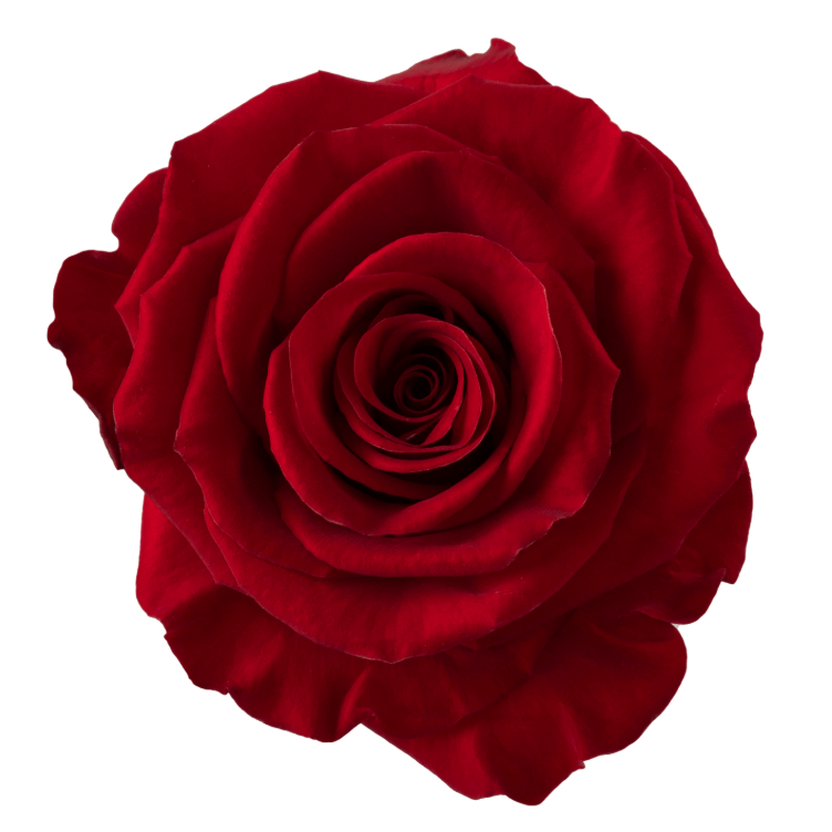 Rose Redvolution 70cm Rprima