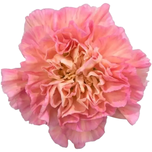 Carn Minami Passion sole(10st)