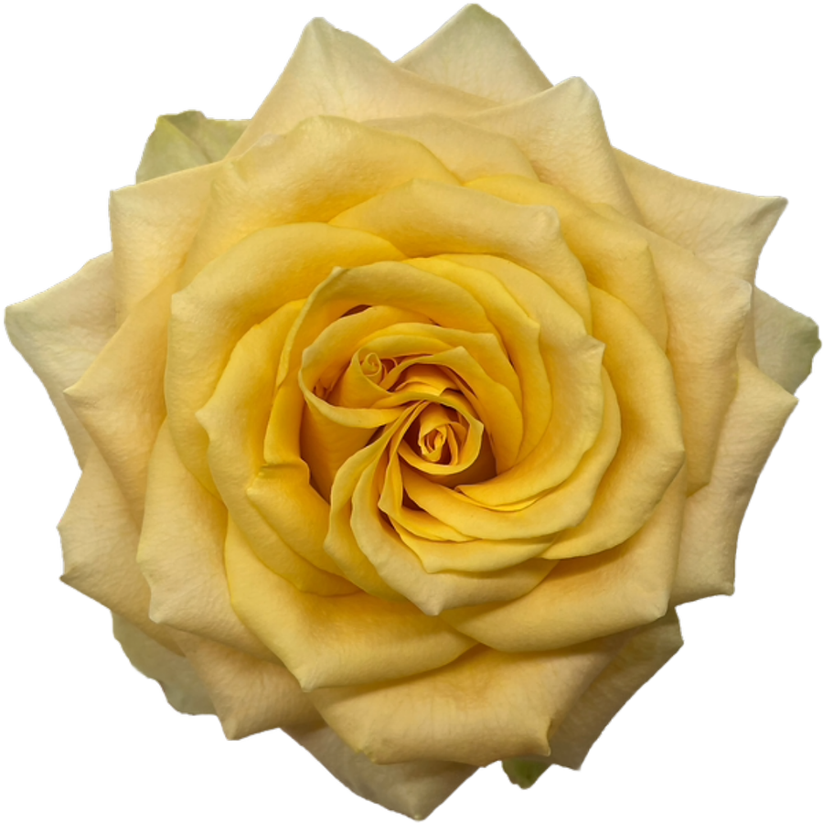 Rose Turtle 50cm RioPrivColl