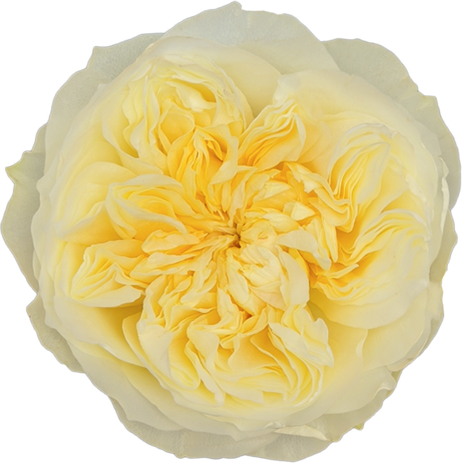 Rose Garden Antonia rfi(12st)