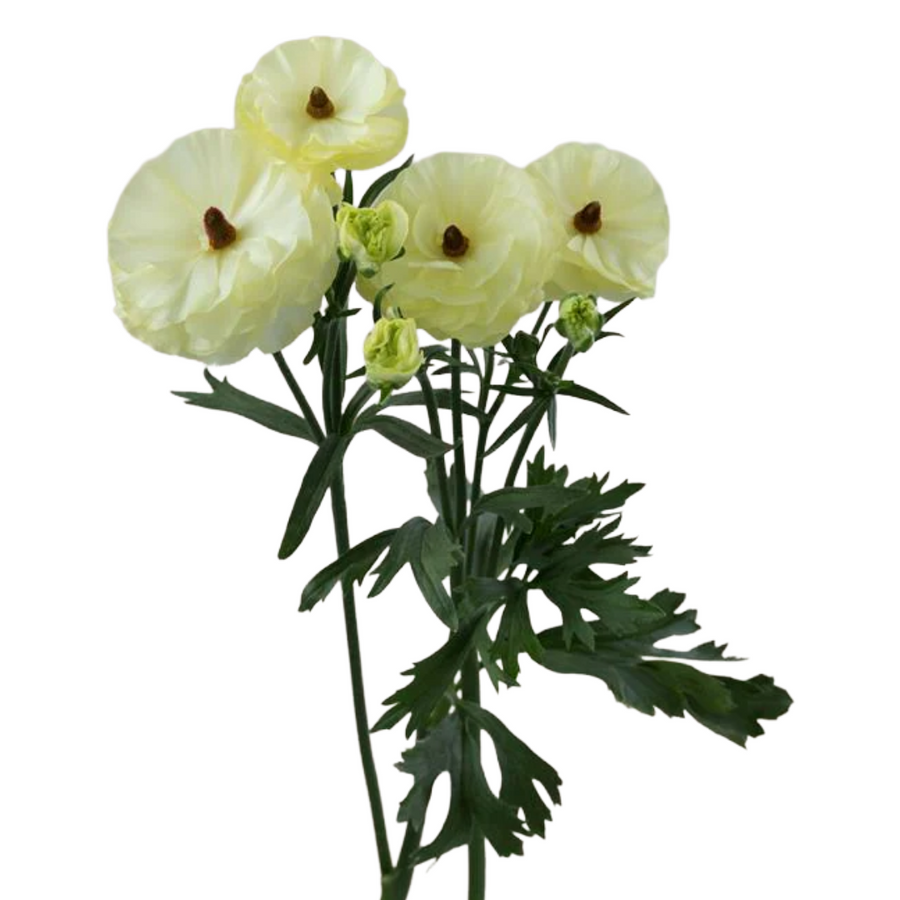 Ranunculus Moderna Limoncello 10st Rosaprima