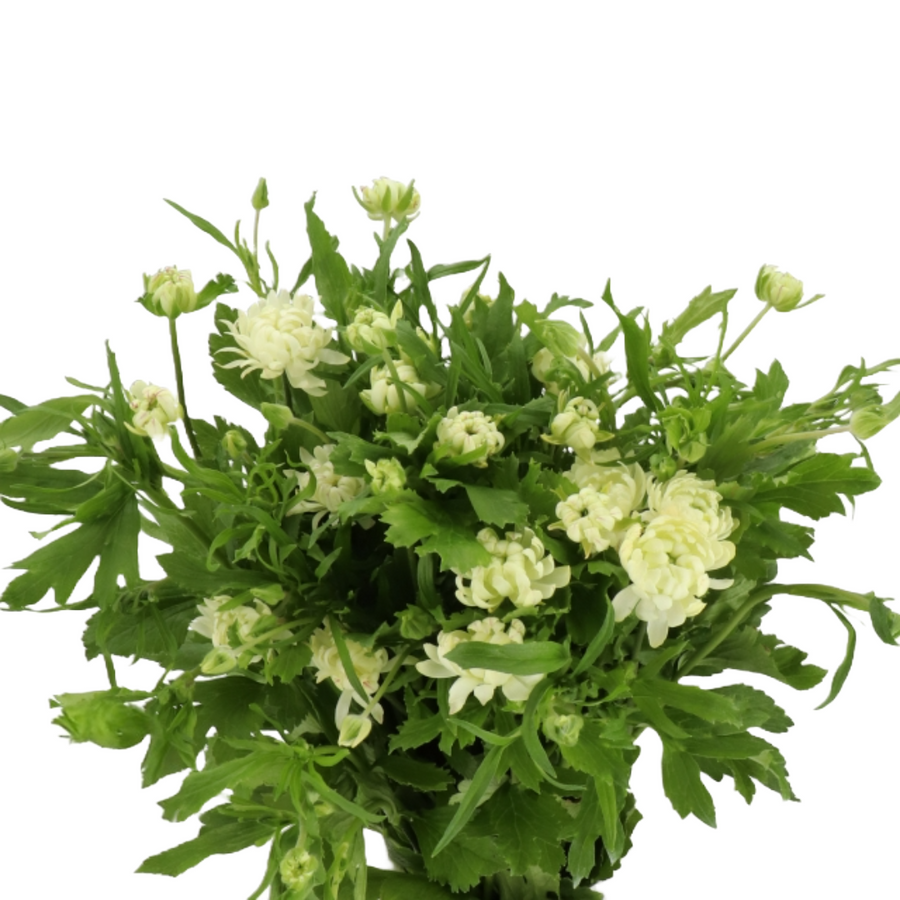 Ranunculus Moderna Galaxy 10st Rprima