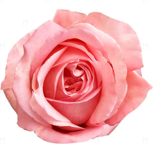 Rose Pink Expression 60cm choi