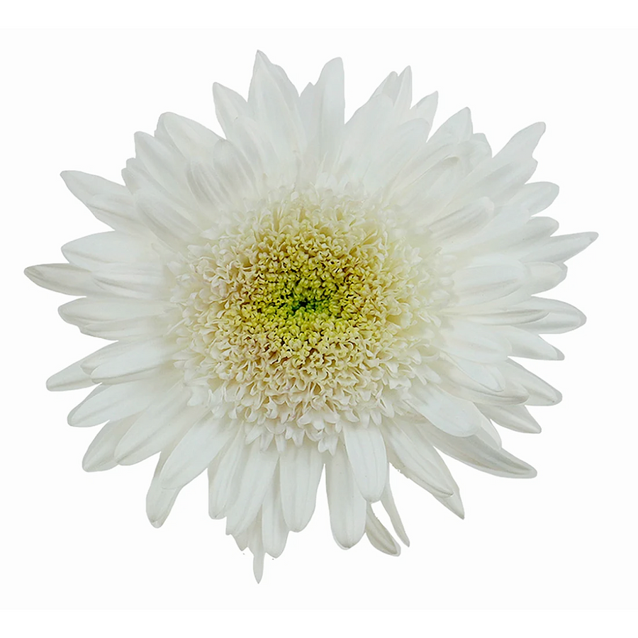 Mum Cremon Margriet White gall