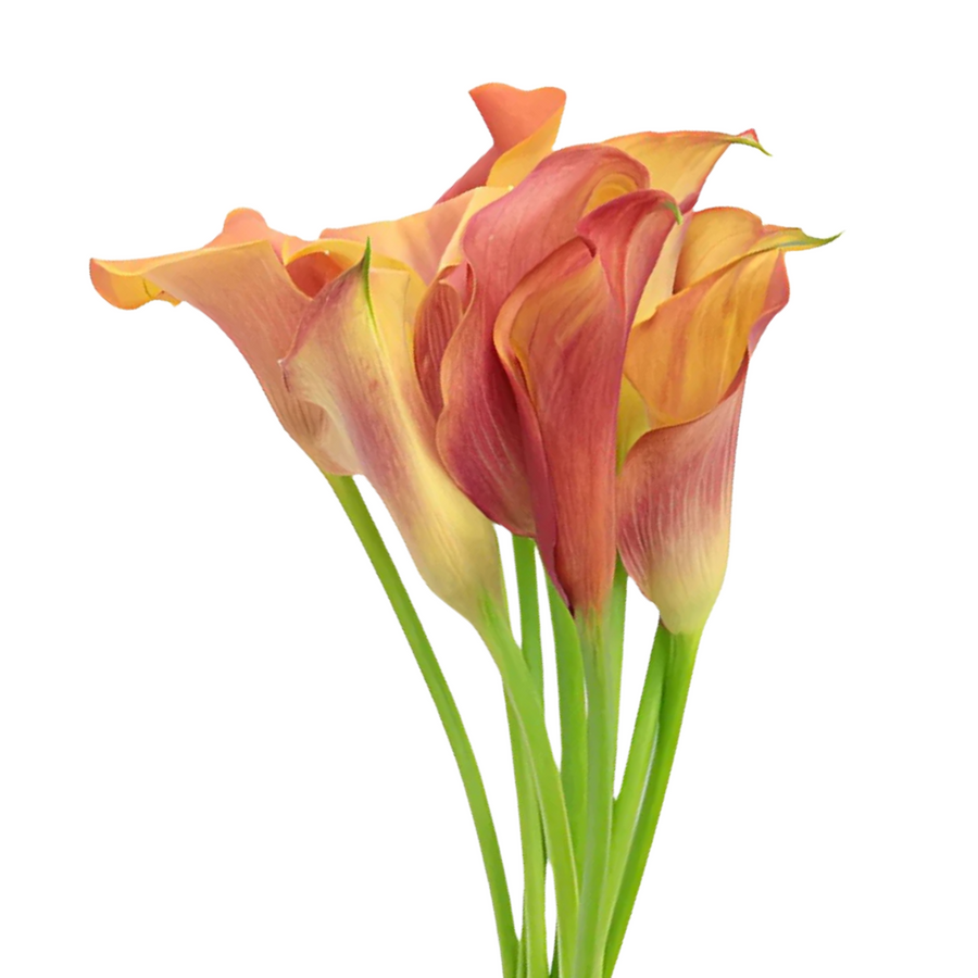 Calla Hot Shot holl