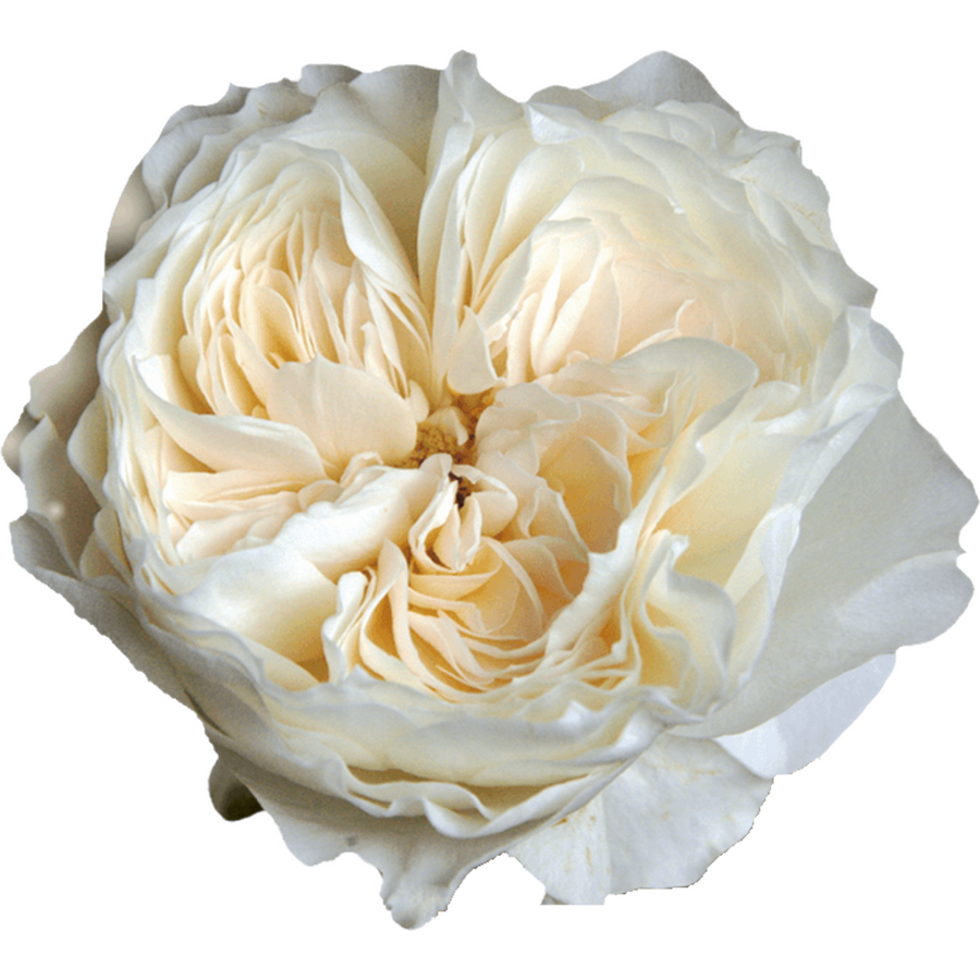 Rose Garden White Cloud Choice