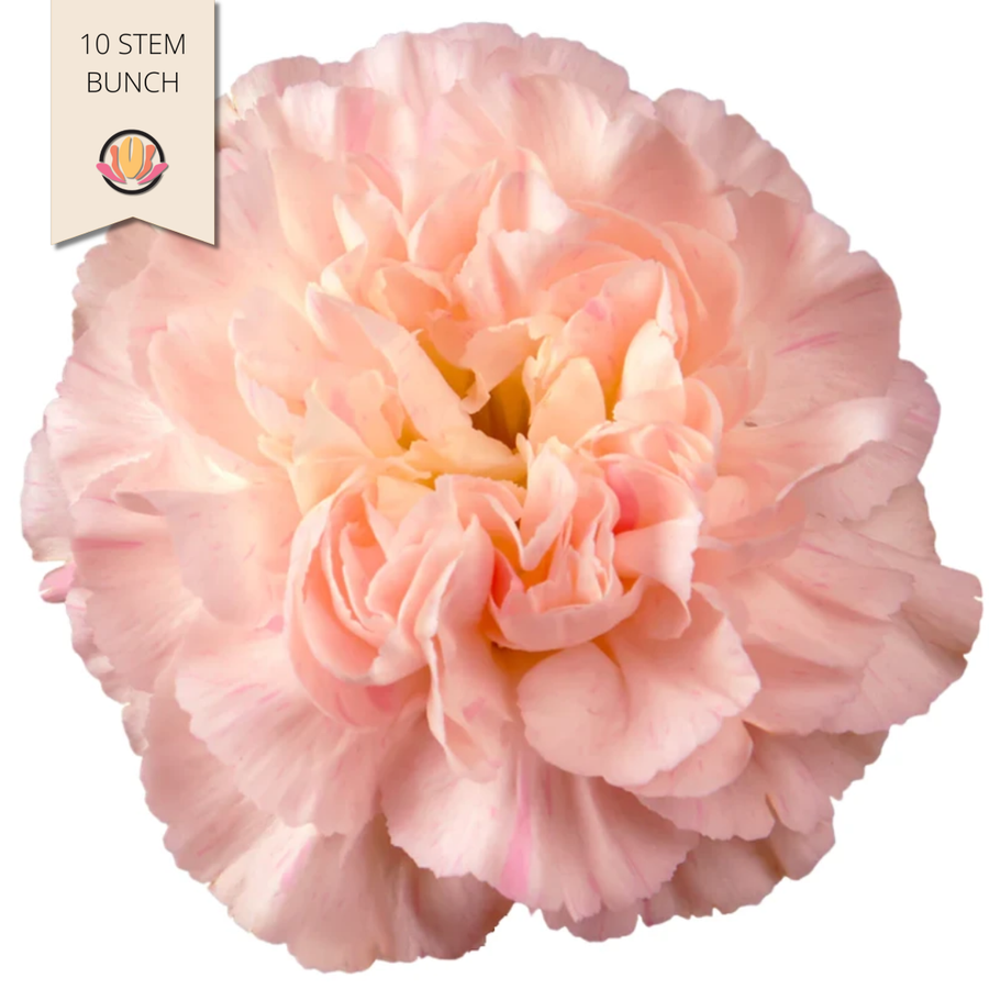 Carn Minami Sakura SOLE x10