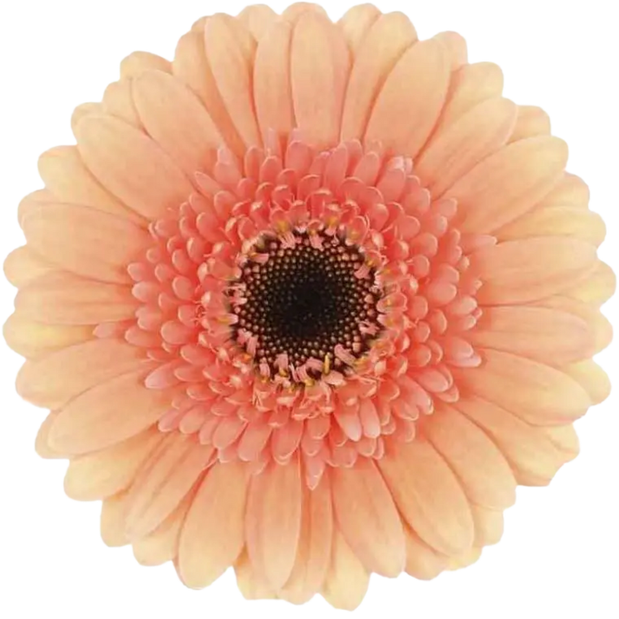 Germini Cookies&Cream( peach)