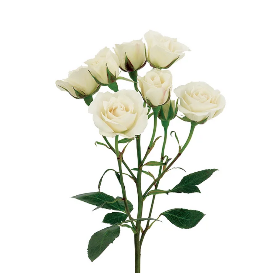 RoseSpray White Majolica Esmer