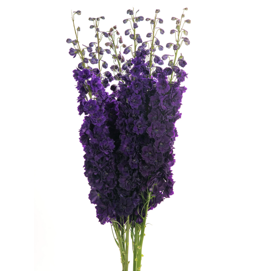 Delph Black Velvet Hybrid 90cm
