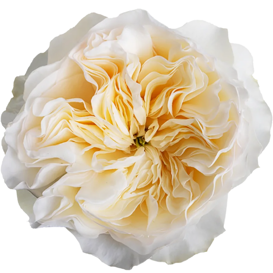 Rose Grdn Aurora (25st) Rprima